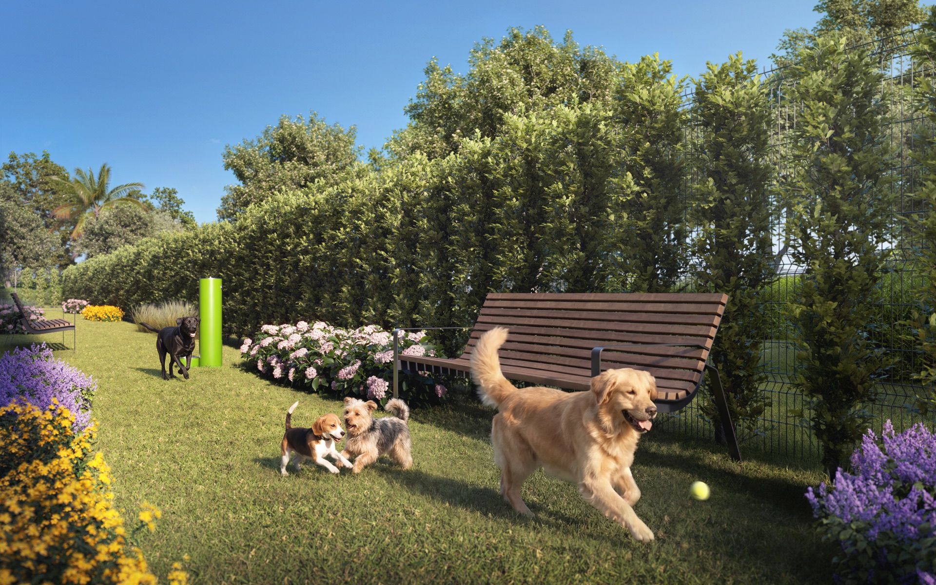 Dog park